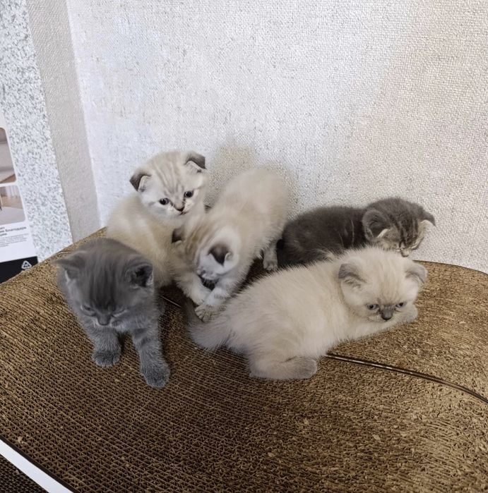 Британские котята