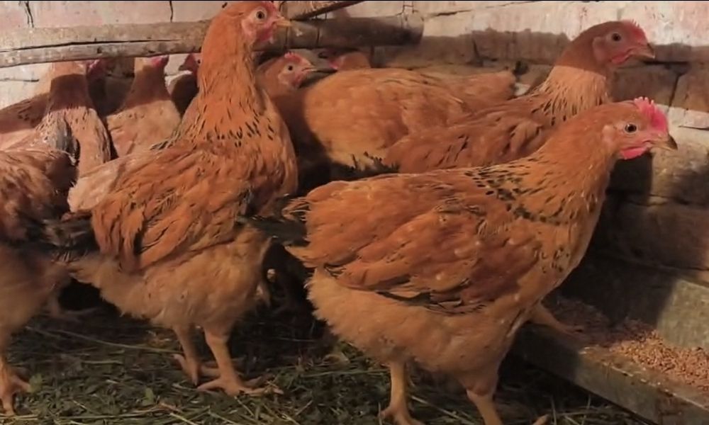 Кучинская Юбилейная