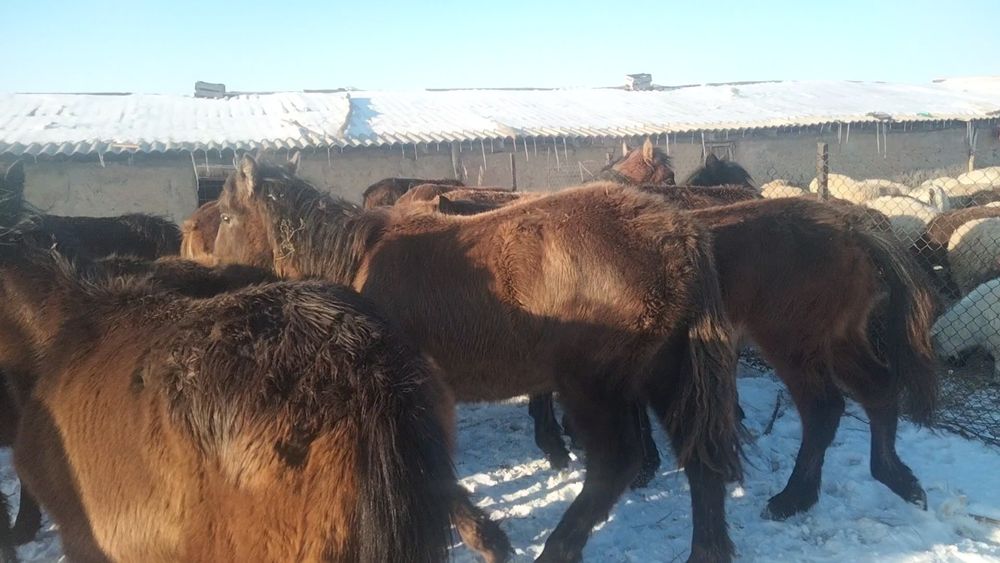 55 бас тай сатылады