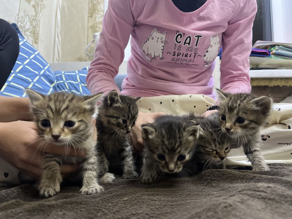 Котята в добрые руки