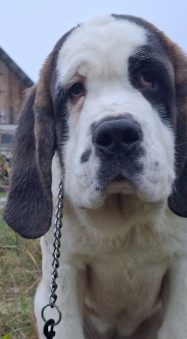 Femela Saint Bernard cu Pedigree