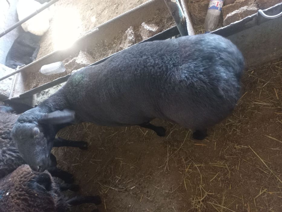 Qo‘chqor oborib so'yib beramiz Qassoblik xizmati sifatli qoylar