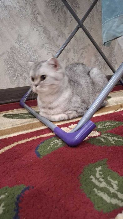 Мушук сотилади, росса ювош, акилли