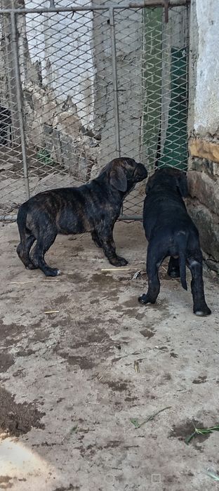 Кане корсо малки