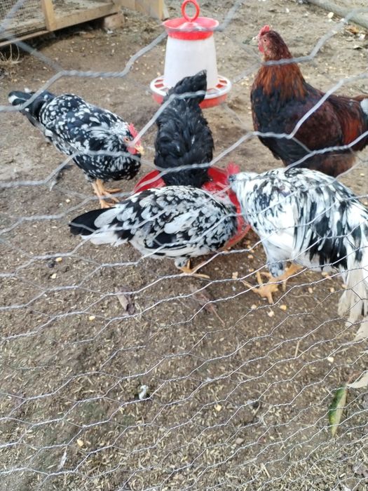 Familie italiene 2+1 pita pinta