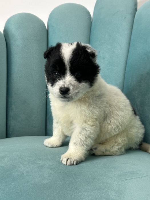 Отдам щенка в любящие руки