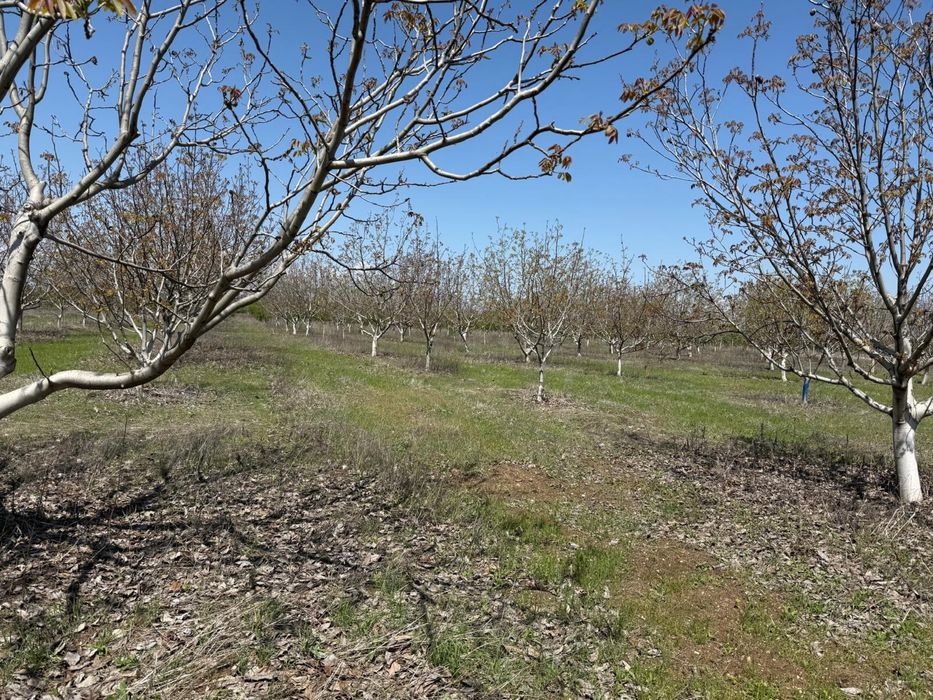 Продава се Земеделски имот в Перущица -  кв.м за 2307 €/дка - Снимка #6