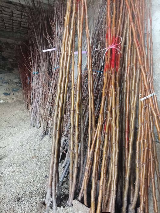 Овощен и лозов посадъчен материал