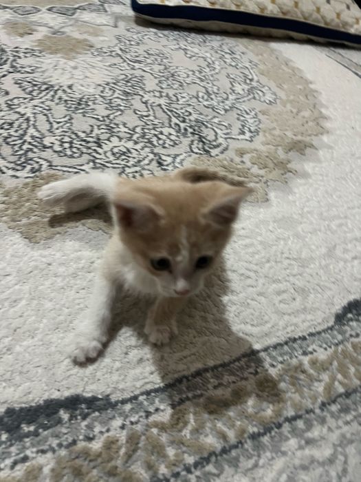 Котенок отдам даром