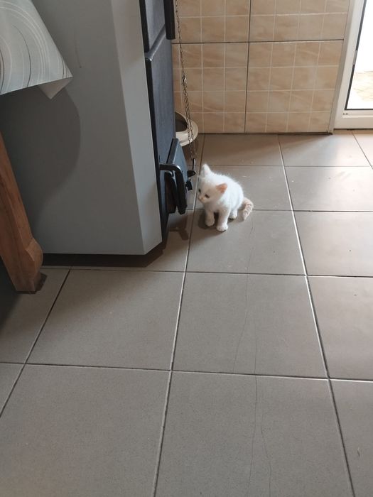 Donez pisică împreună cu puiuții ei unei familii iubitoare