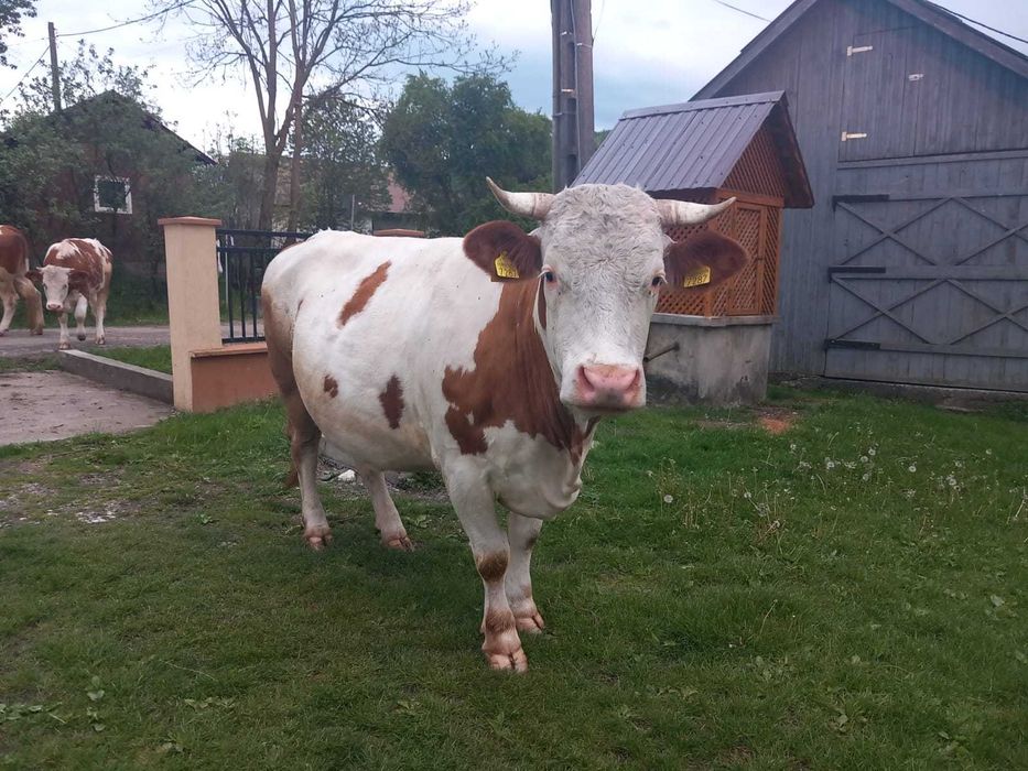 Vaca de vanzare Baltata Romaneasca