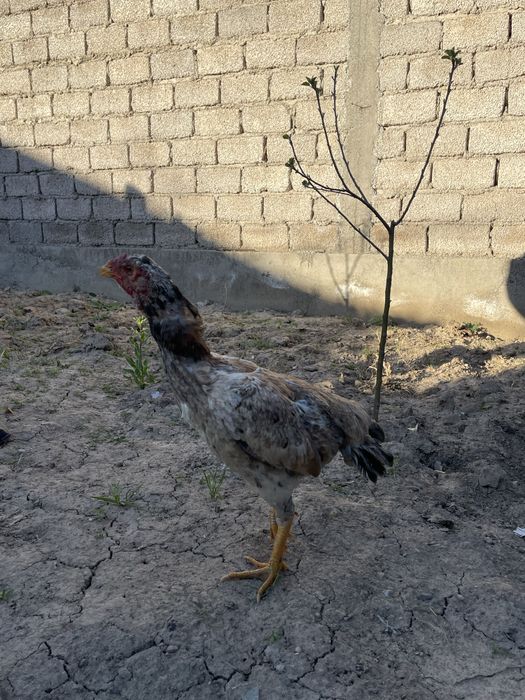 Dakan Xoroz tovuq ganoy  дакан srochno