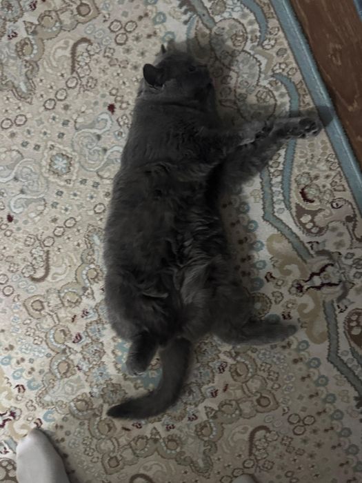 кошка британская