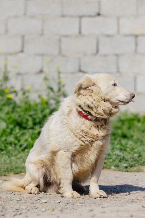 Девочка Сиси ждет своего человека!