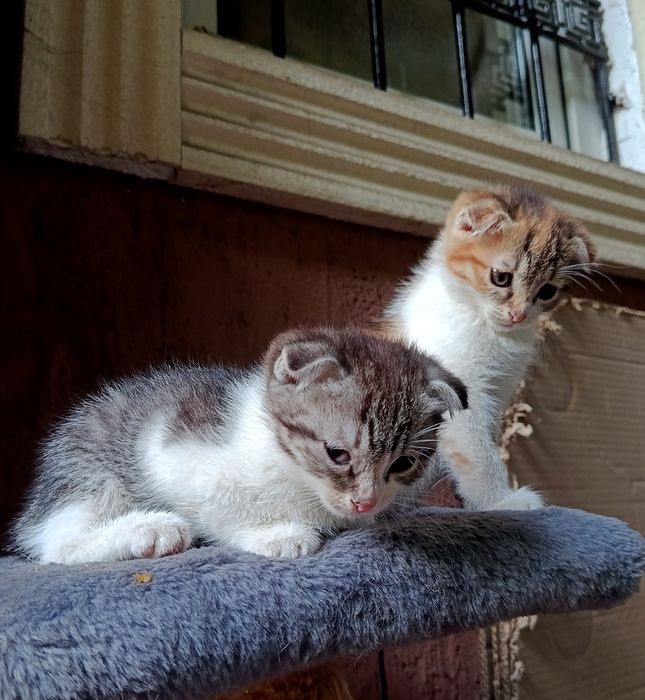 Котята вислоушки