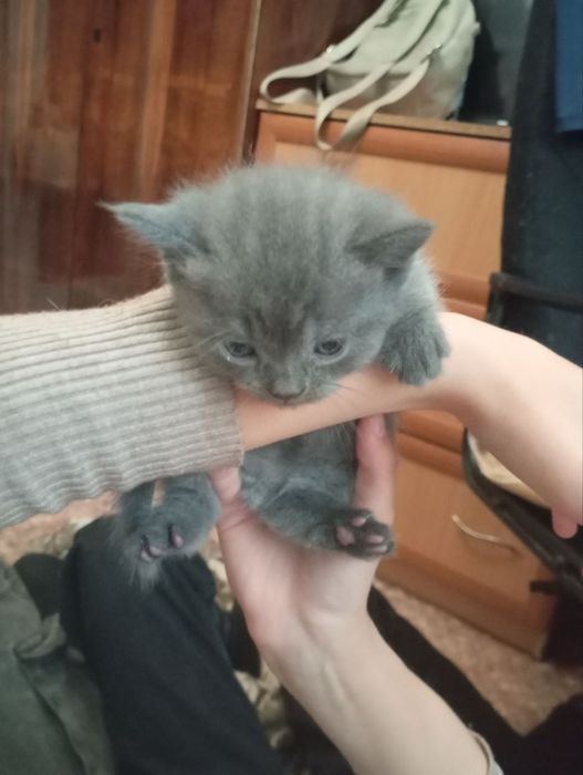 Шотландские вислоушки
