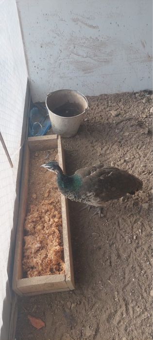 Срочна продоется ПАВЛИНЫ