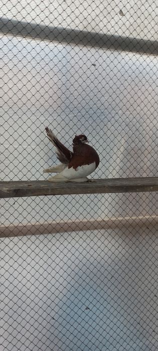 Продам голубей шалевых