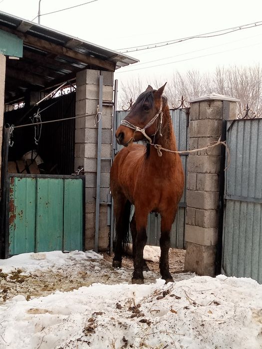 7 жасар минги ат