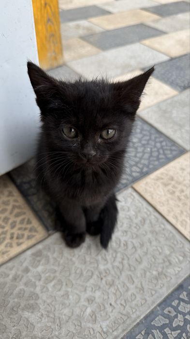 Котята черные в добрые руки