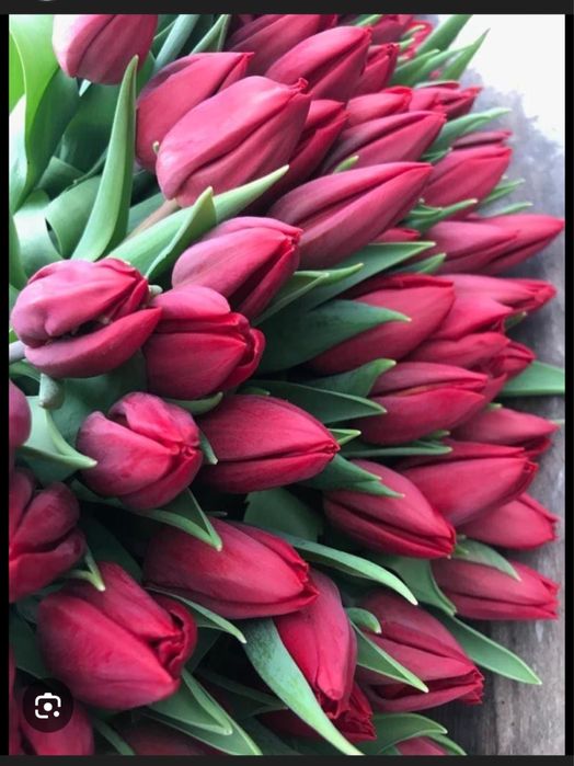 Бронь и продажа тюльпанов Алматы