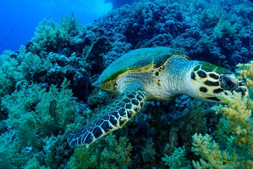 Светкавици за подводна фотография