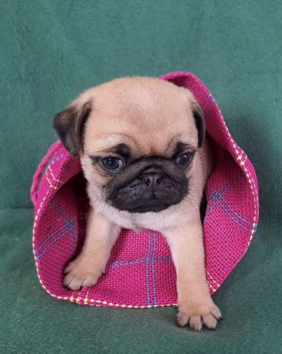 Шикарные мопсята