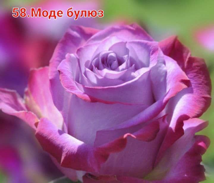 Цветы и саженцы плодовых деревьев