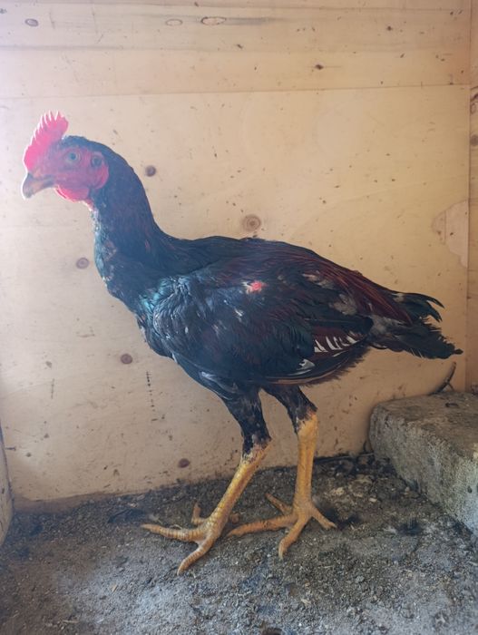 Продам Дакан Шолпан
