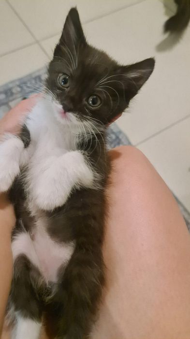 Котята в хорошие руки