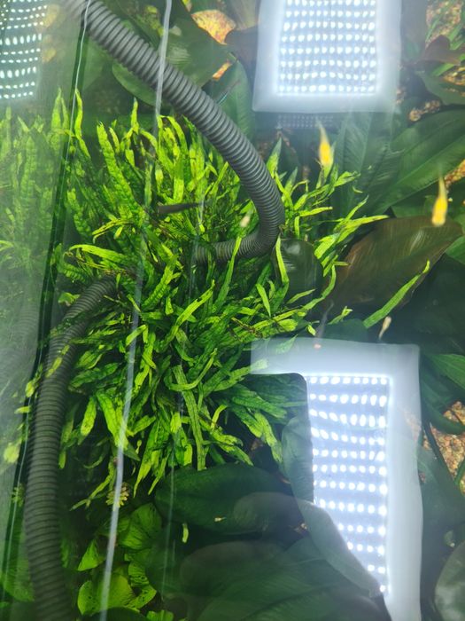 Аквариумные растения