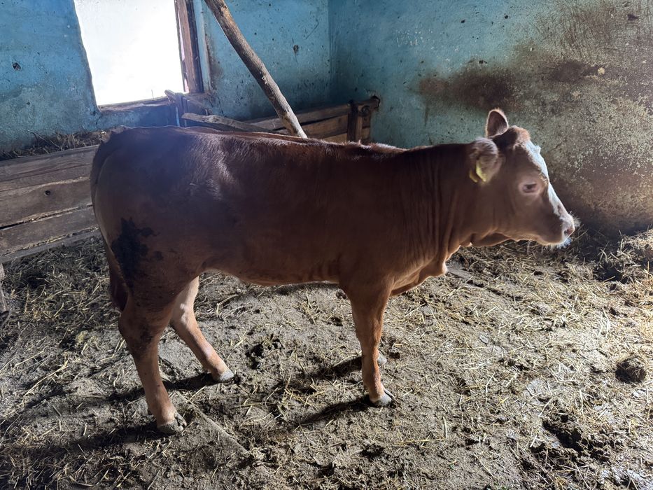 Vand vitea Limousin