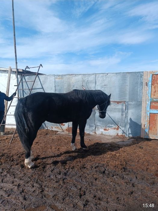 Айғыр сатам 7 жаста