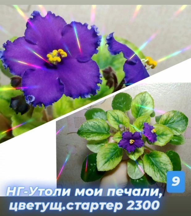 Сортовые фиалки разные