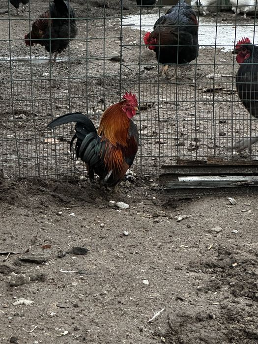 Карликовые петухи и куры