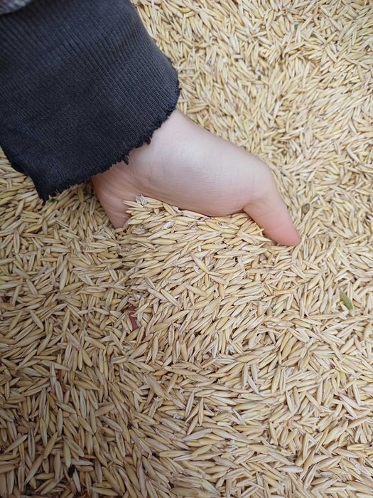 Vând ovăz, producția 2025