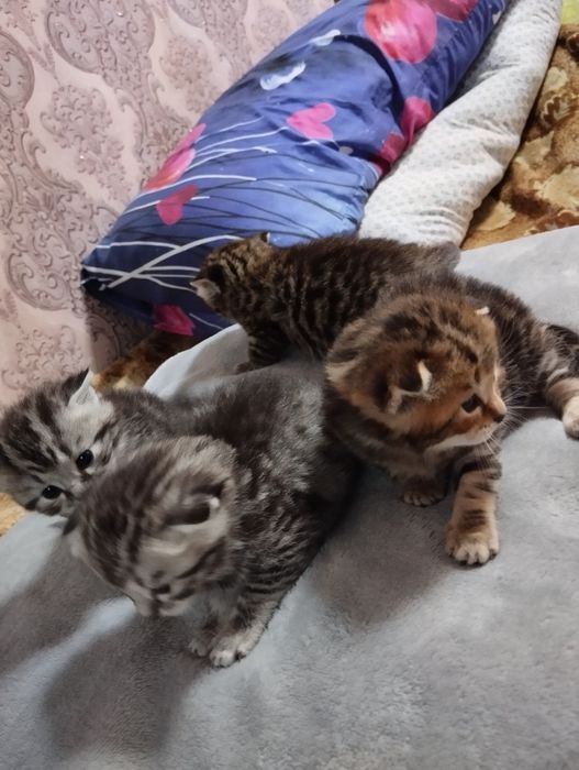 Шотландский котята