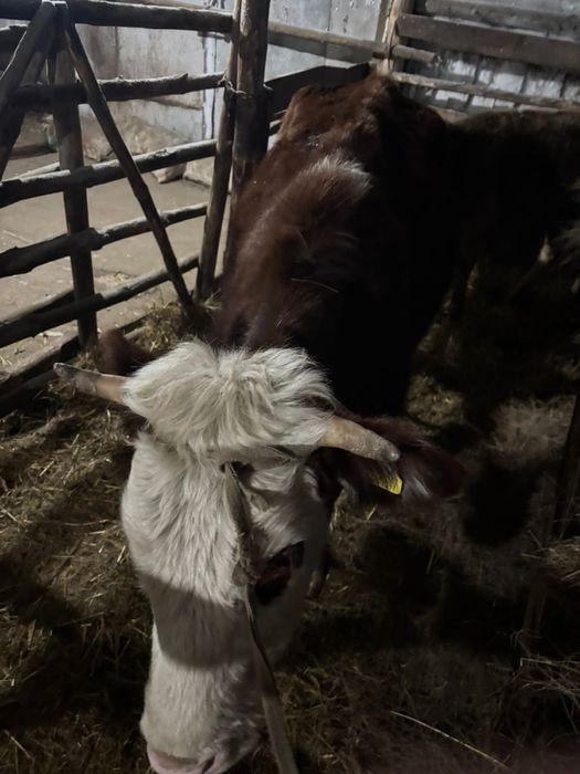 Продам тёлку стельная