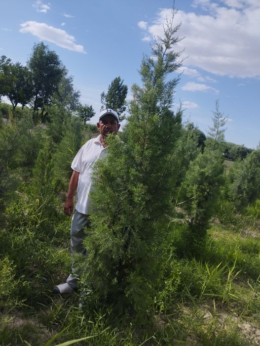 Manzarali daraxt koʻchatlari sotiladi