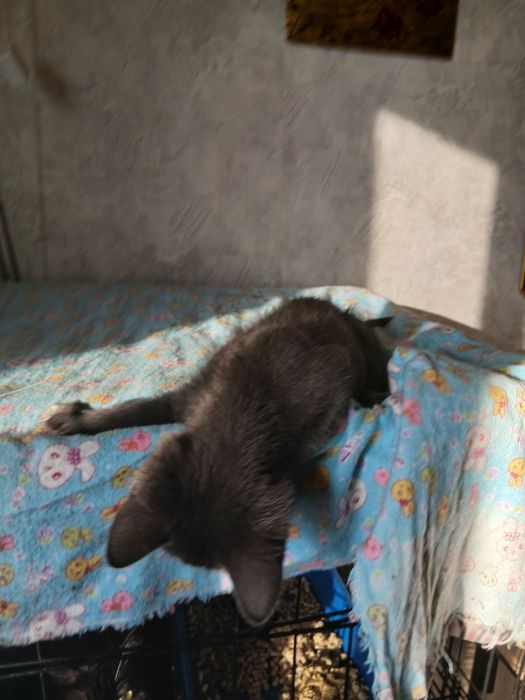 Веселый мальчуган дарю