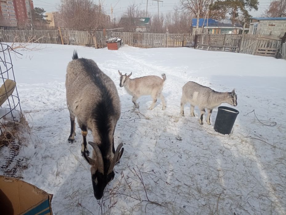 Продам коз дойных3головы