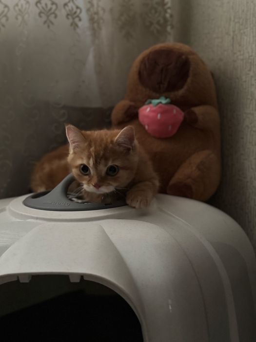 Шиншилла Страйт золотой окрос