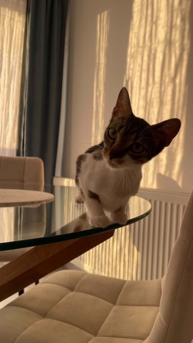 Pisica 11 luni spre adoptie