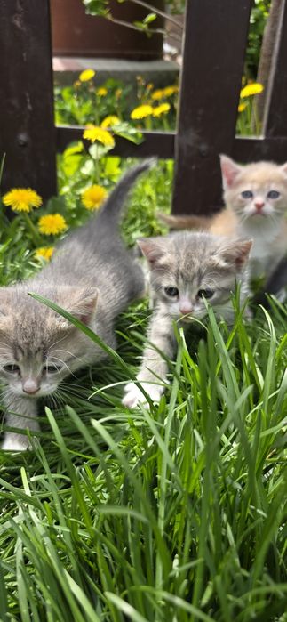 Продам котят,недорого!