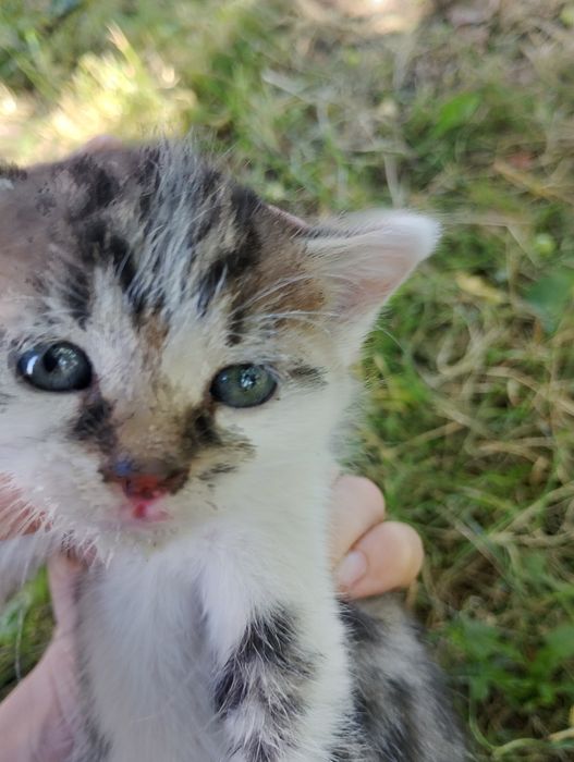 Pisica Nou insacuta de l-a mama lui