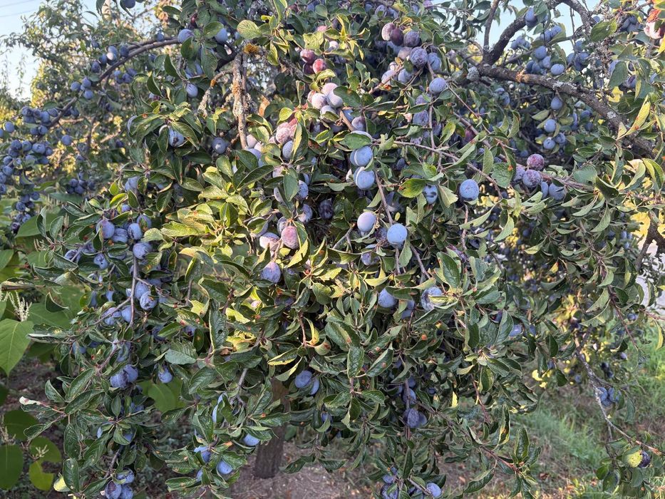 Prune pentru țuică