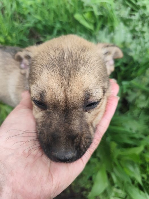 Щенок девочка ищет себе семью