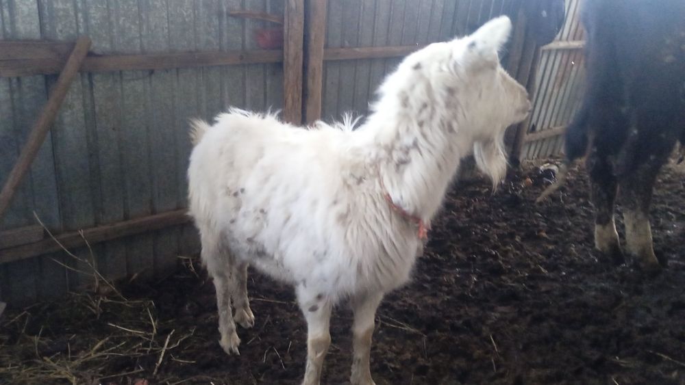 Срочн сатам сауда болады