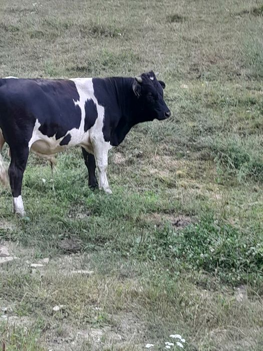 Taur de vanzare