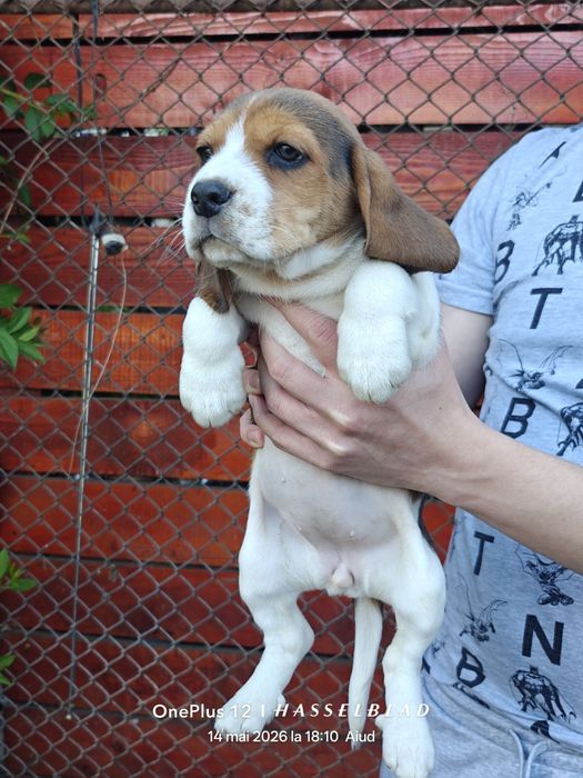 Cățeluși Beagle născuți în 19 martie